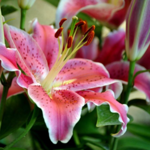 Pink Oriental Lilies