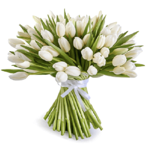 Pure White Tulips